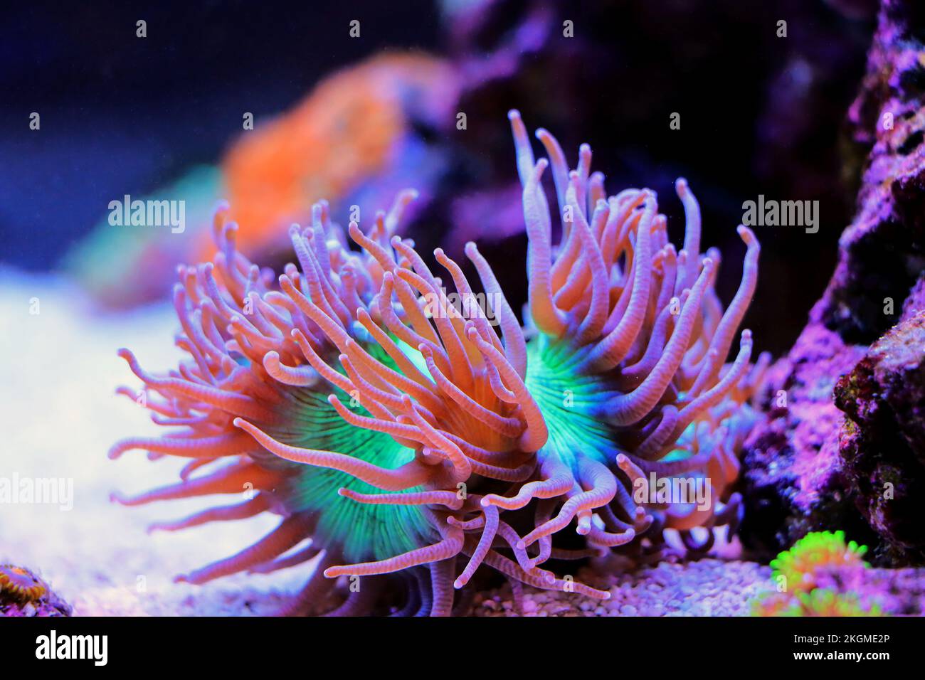 One of the best large stony corals for reef aquarium tanks, Elegance coral - Catalaphyllia jardinei Stock Photo