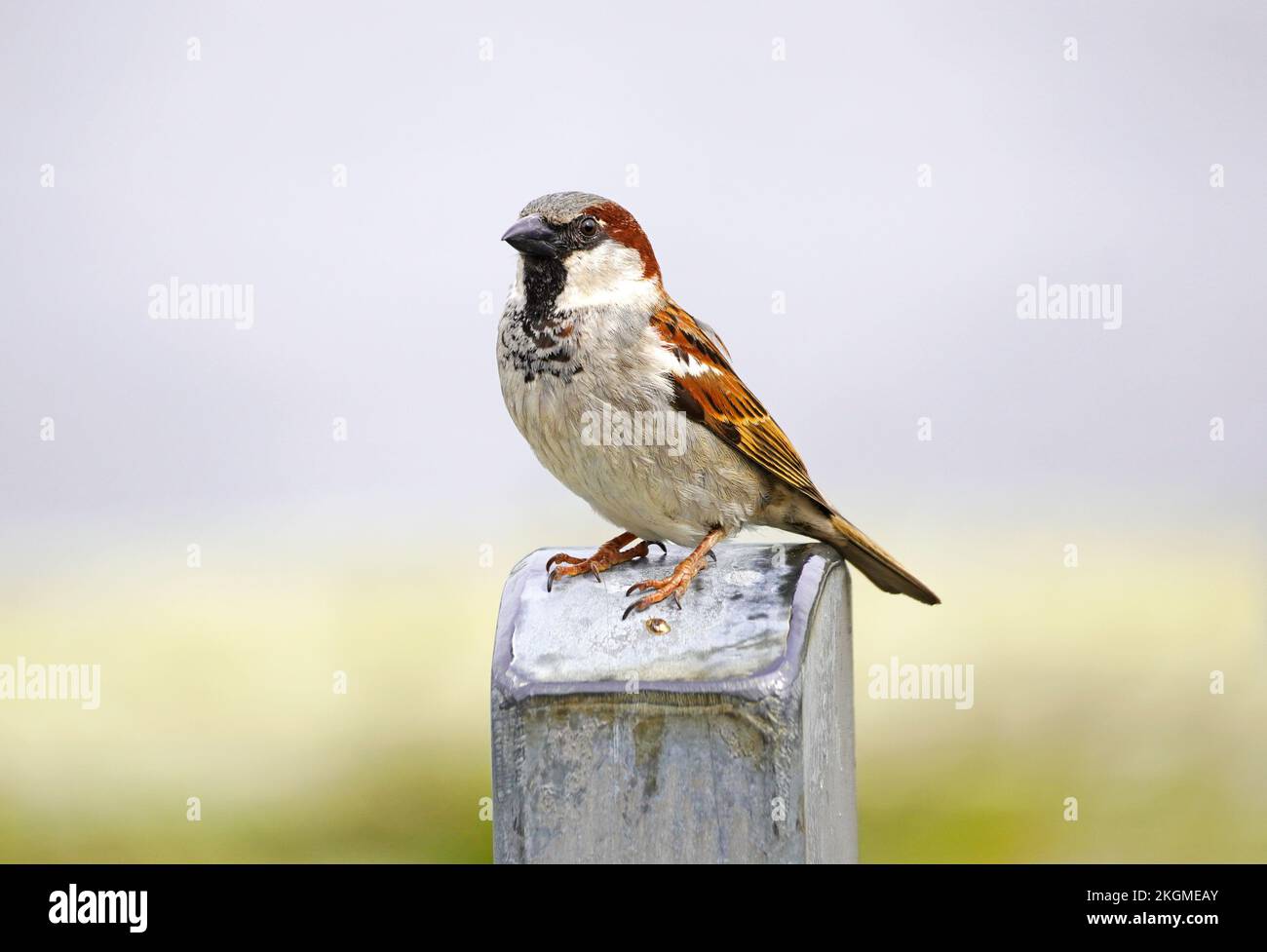 Portrait of a sparrow. Songbird close-up. Passeridae. Stock Photo