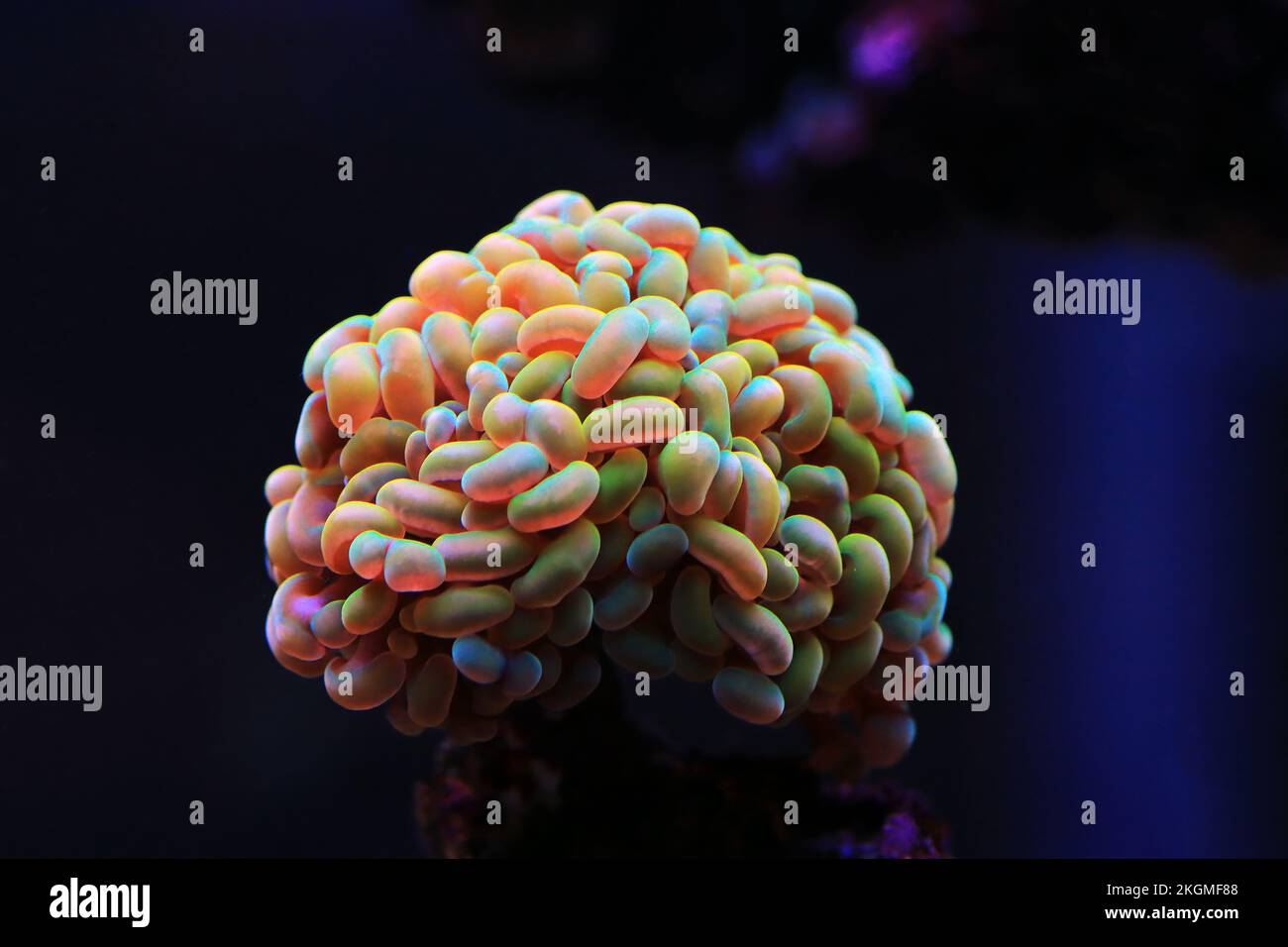 Curated visual reference: Picture Idea: Polyped Stony Corals Hi Res Stock Photography And Images