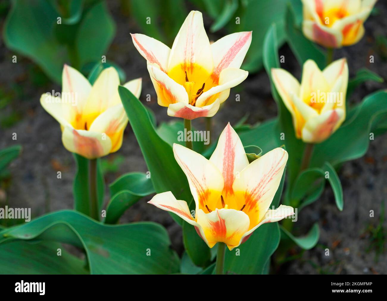 Red yellow tulips in the garden. Tulip field Stock Photo - Alamy