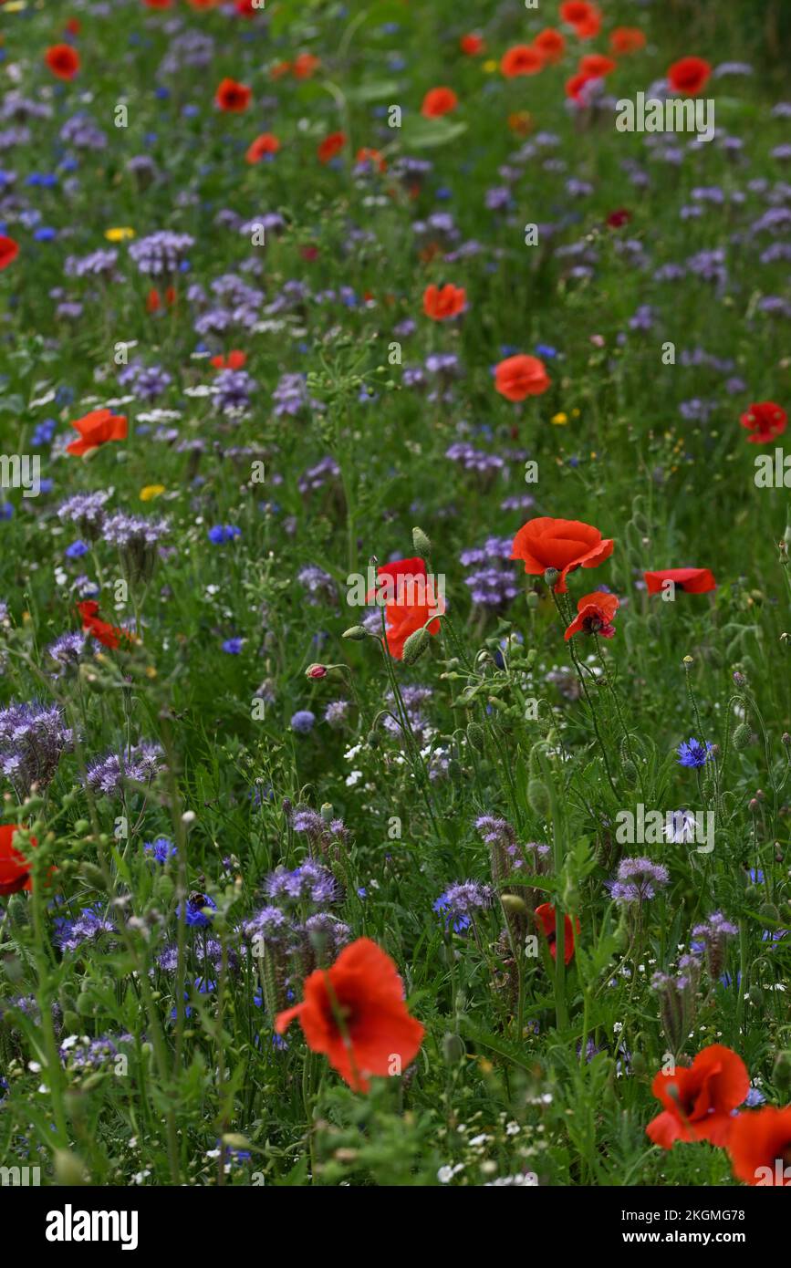 Roadside flowers poppies and other anual flowers. Stock Photo