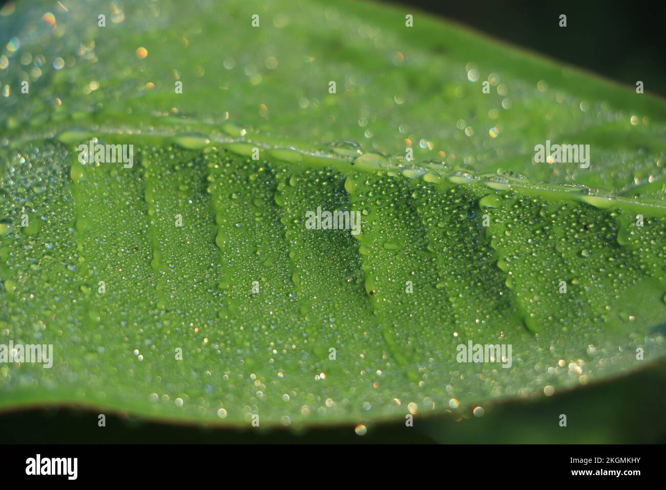 Banana leaf with water droplets Stock Photo