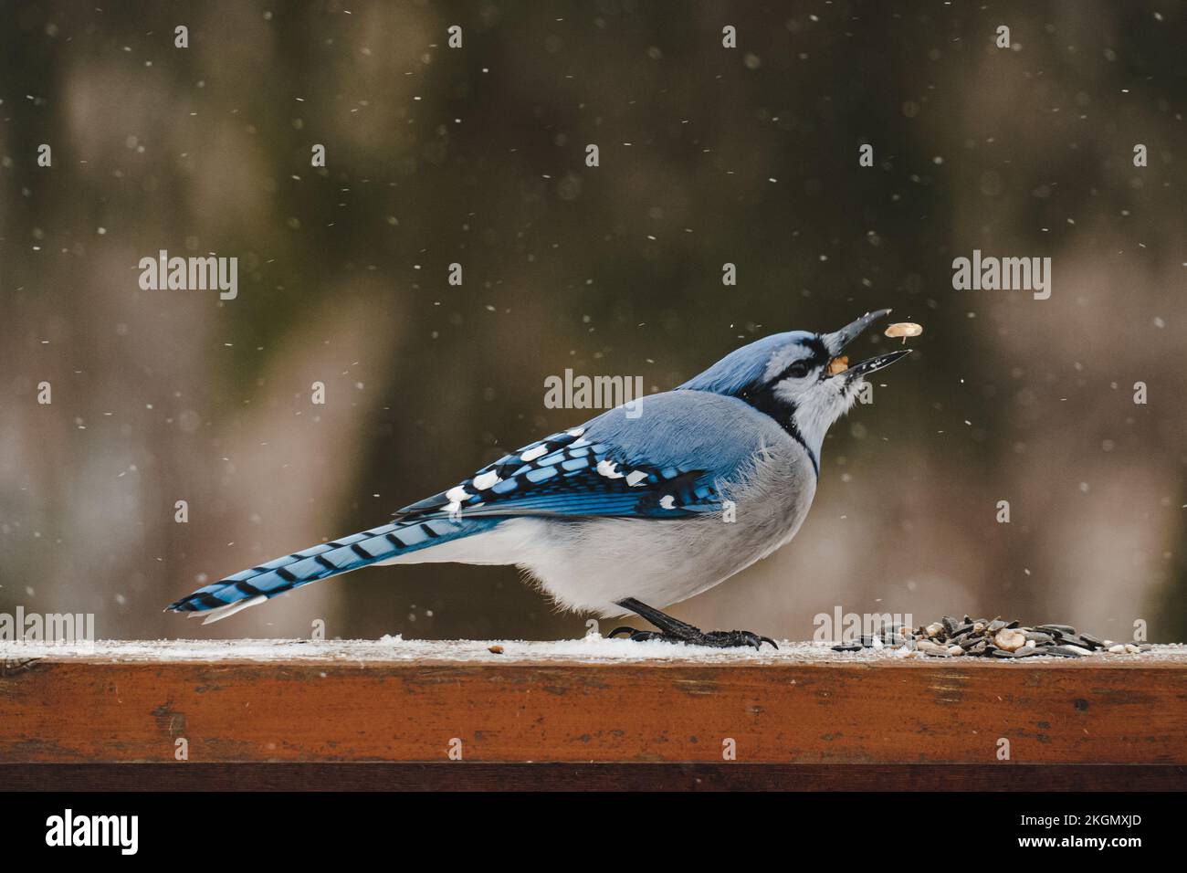 A closeup of a blue jay bird perched on a wooden fence during Winter Stock Photo