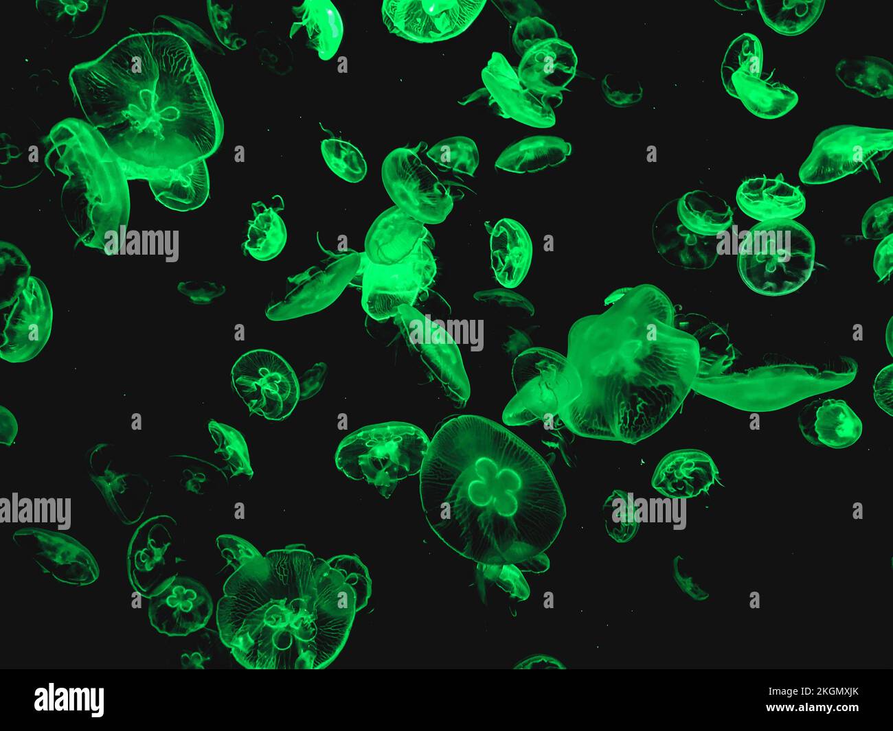 A large group of jellyfish in green color, aesthetic background or wallpaper Stock Photo