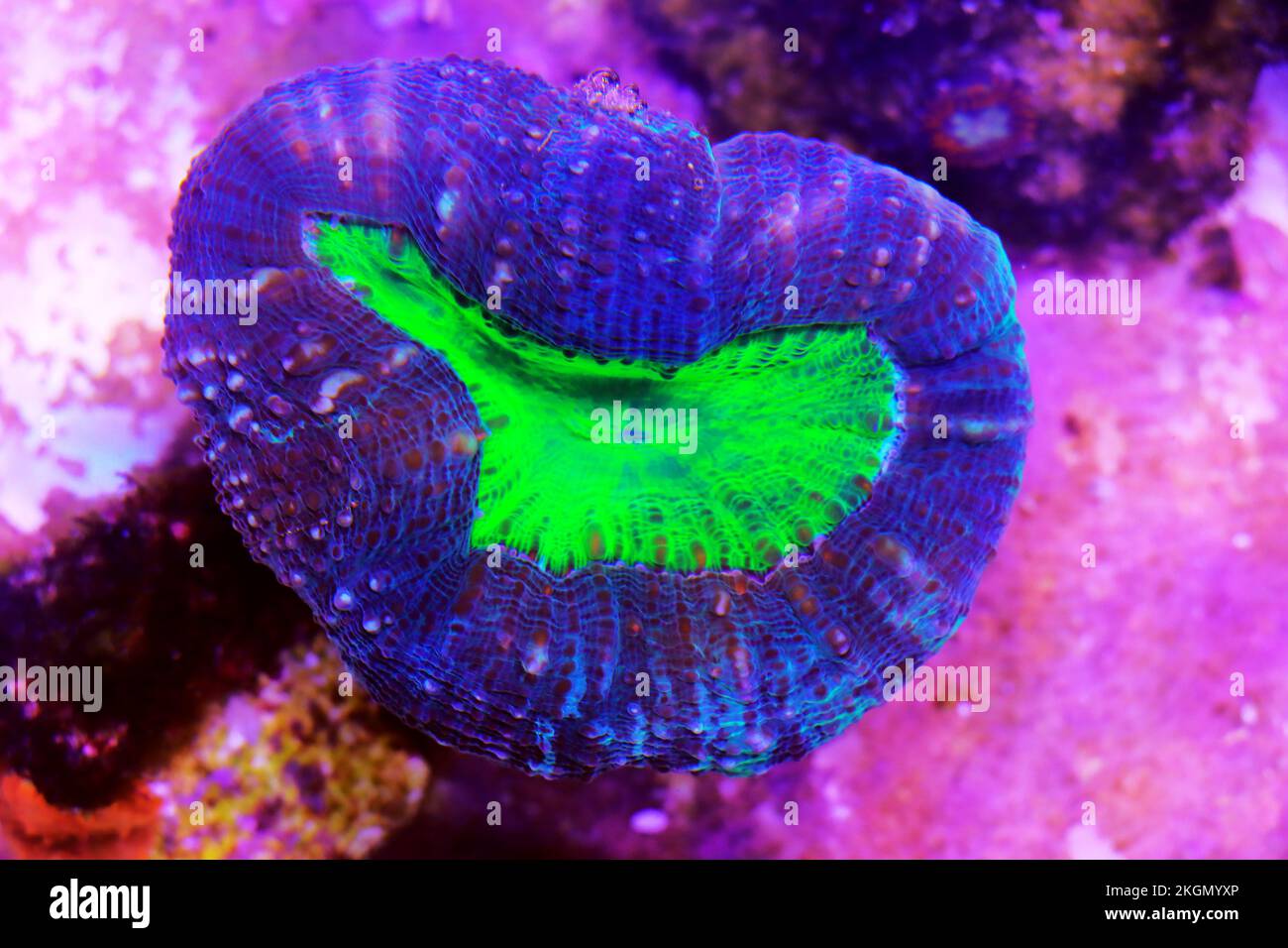 Colorful Lobophyllia large stony coral in closeup scene Stock Photo