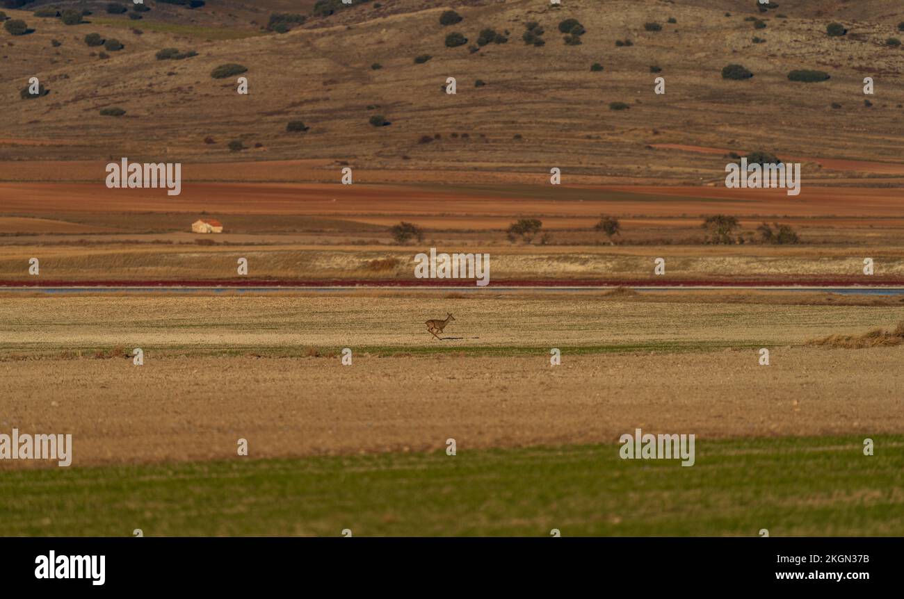 Single isolated roe deer running on the plain Stock Photo