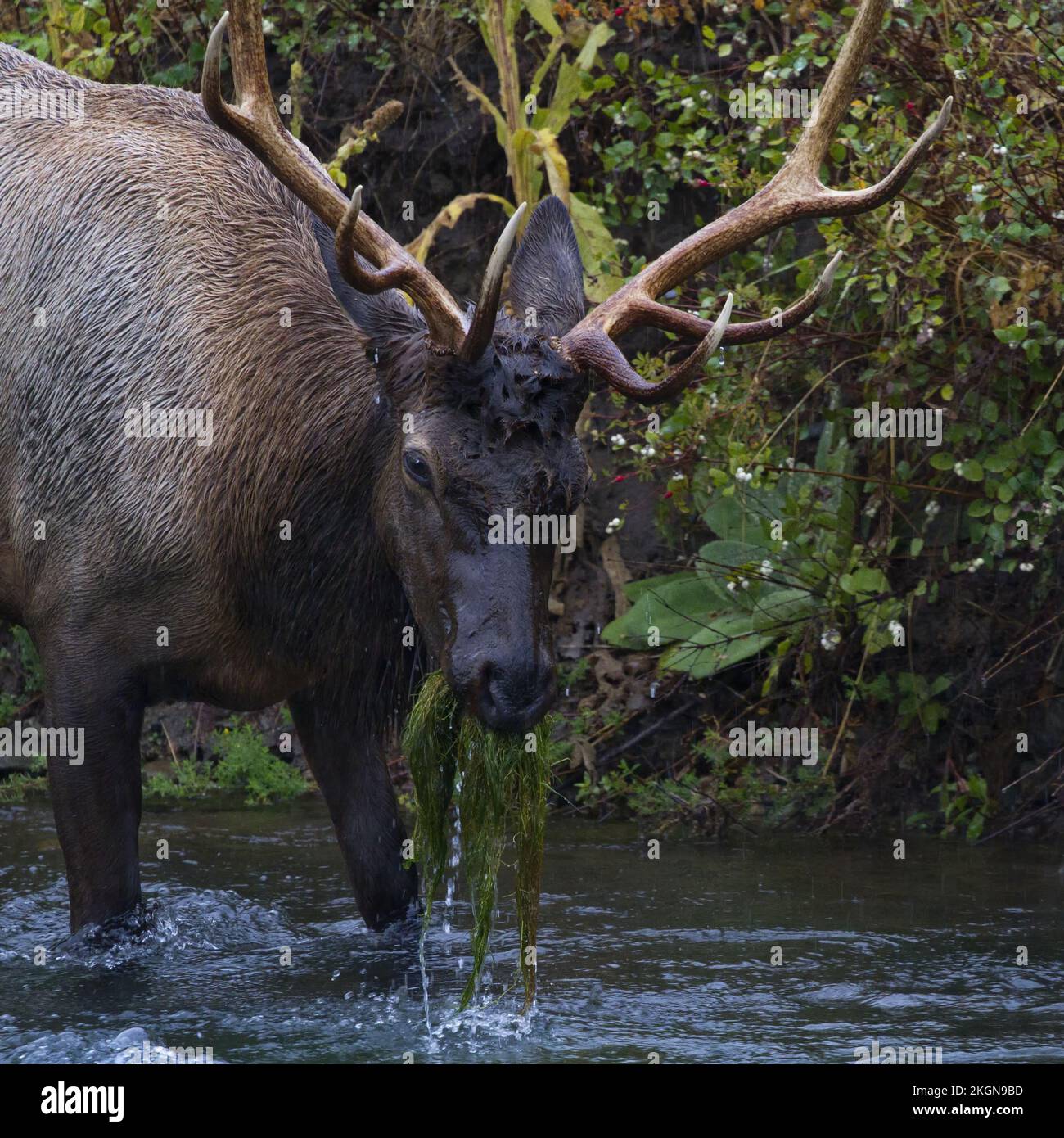 Bull elk enjoys eating aquatic vegetation with mouth filled with dripping underwater grasses of Flathead River at Bison Range Stock Photo