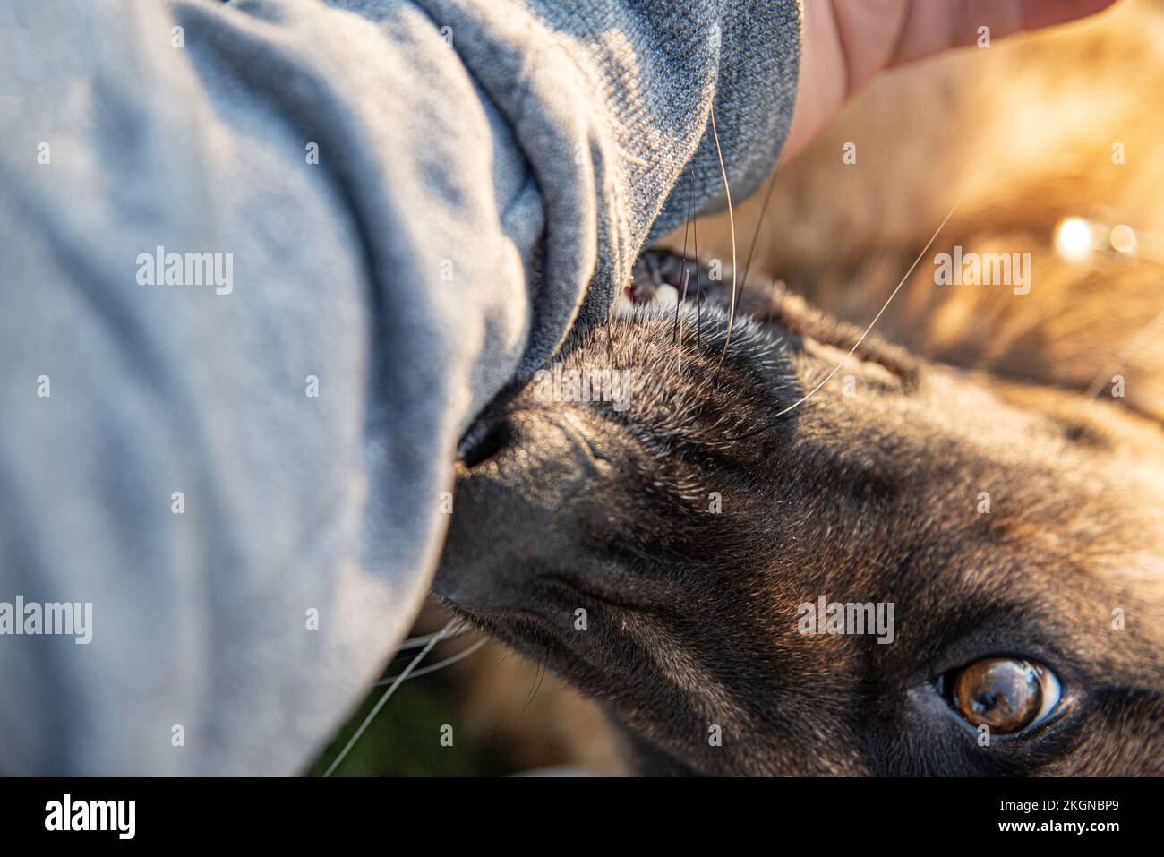 Dog bites a man's hand Stock Photo Alamy