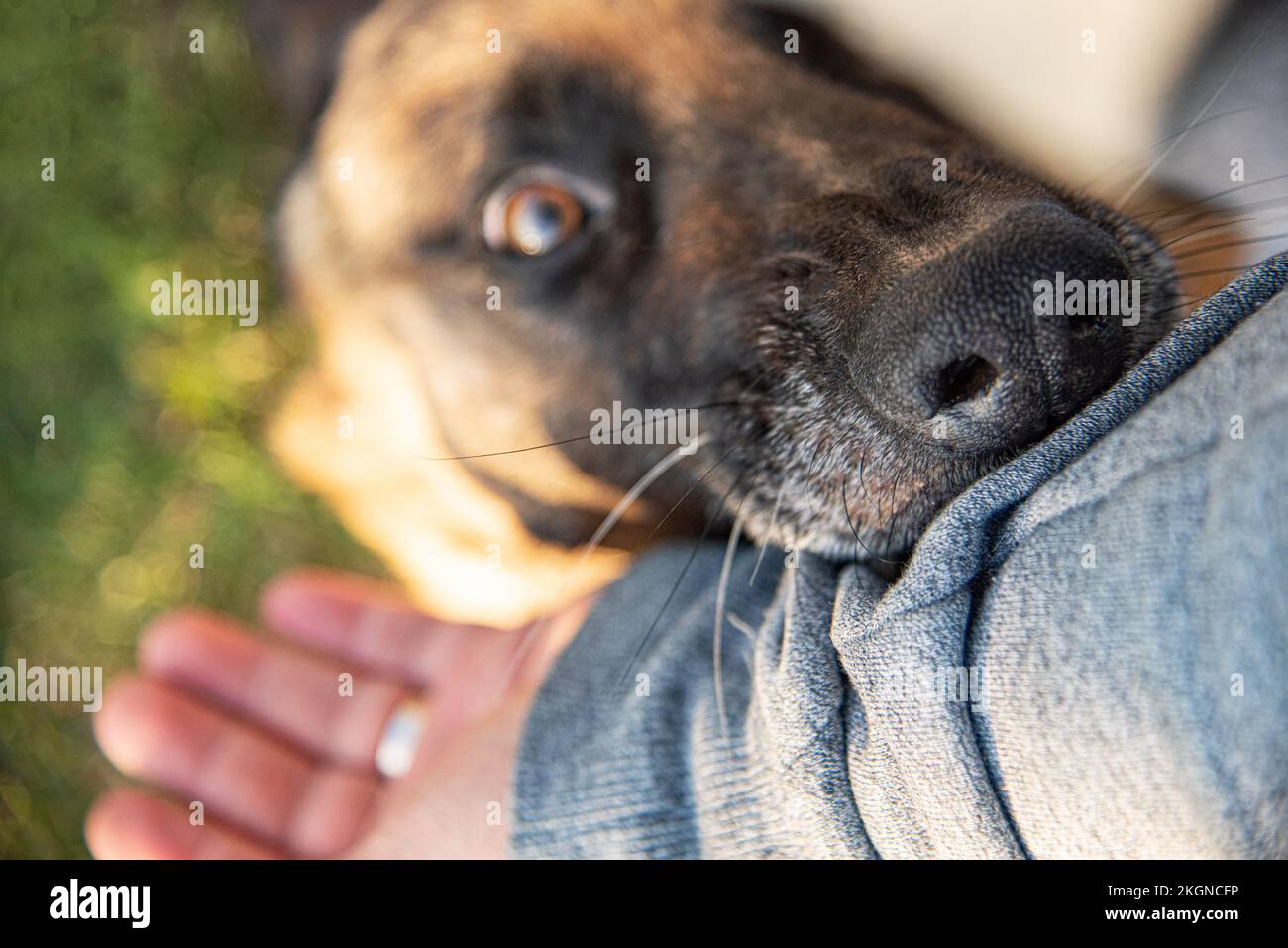 Dog bites a man's hand Stock Photo Alamy