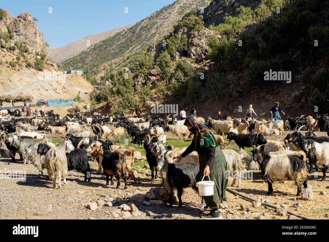 Asien, Türkei, Provinz Hakkari, Ziegen und Schafe an der türkisch-irakischen Grenze westlich der Provinzhauptstadt Hakkari Stock Photo