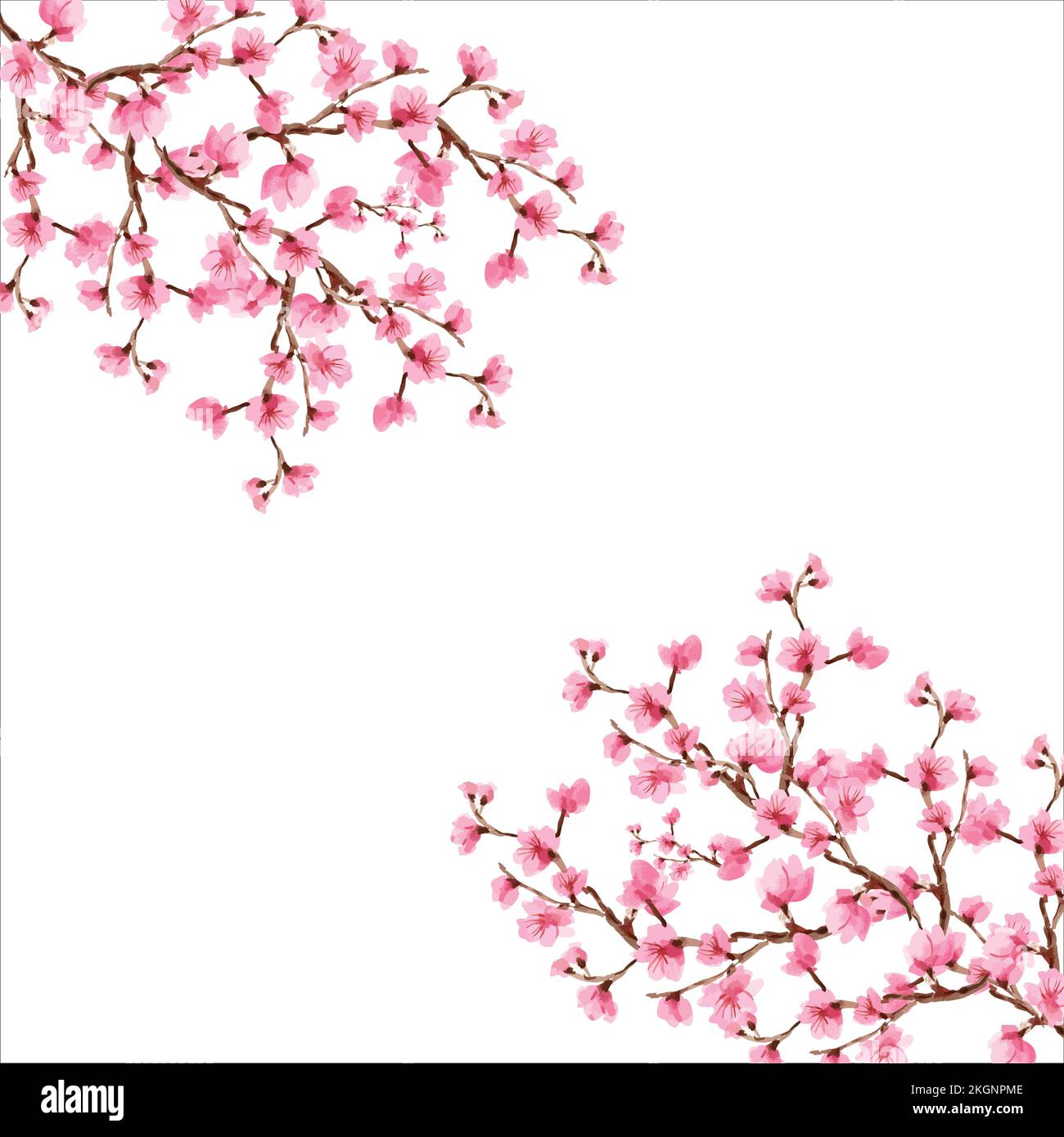 Cherry blossom, Sakura pink flowers background, Cherry blossom Spring ...