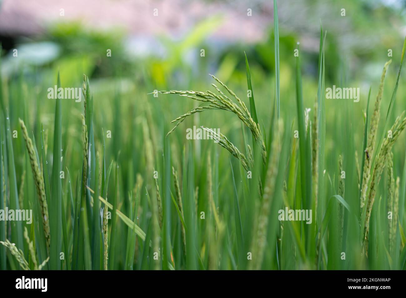 Green rice fields texture of ears close-up Stock Photo - Alamy