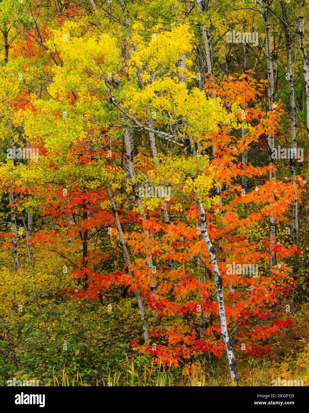 Autumn red maple foliage and poplar trees, Greater Sudbury, Ontario, Canada Stock Photo