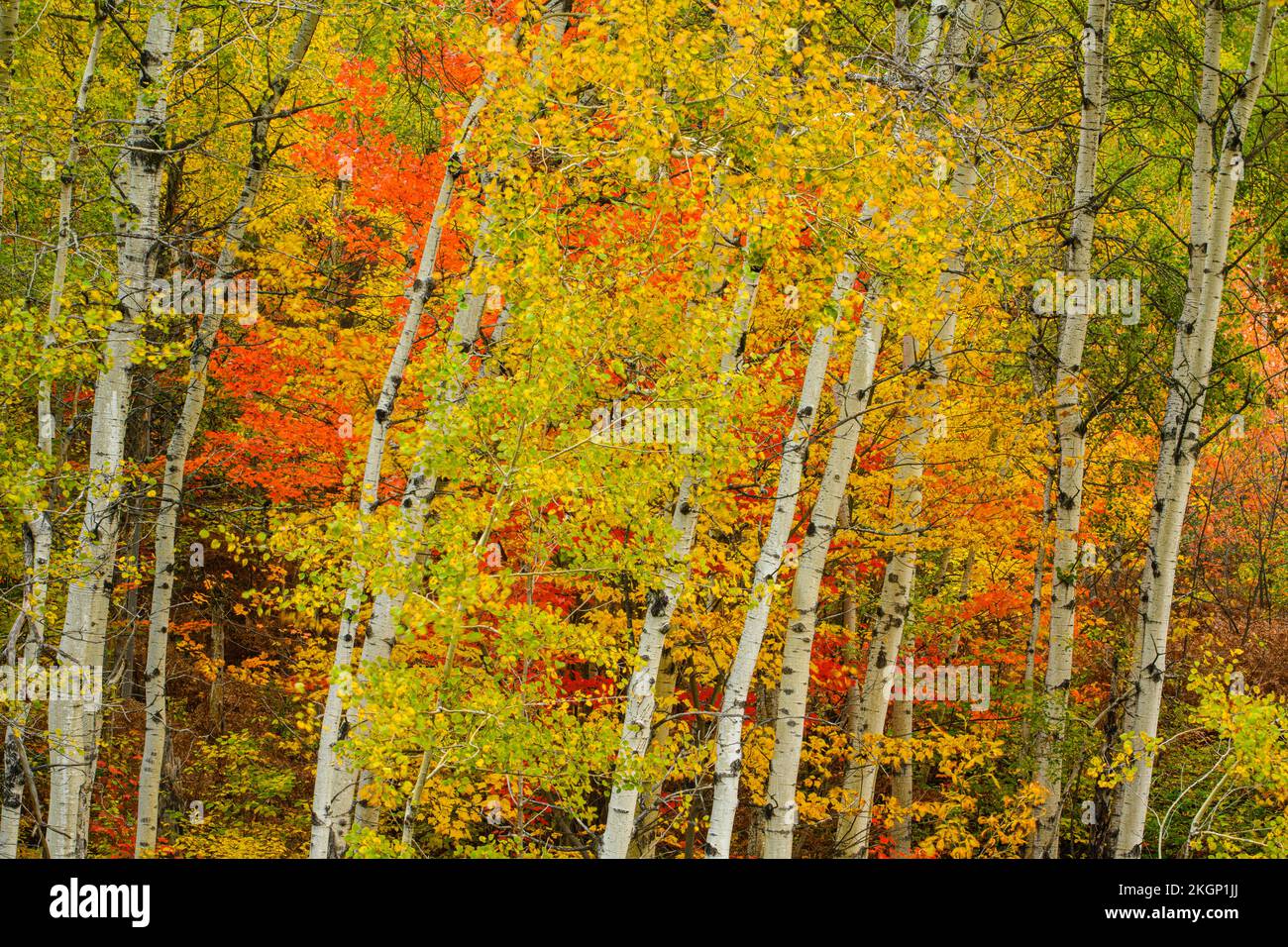 Autumn red maple foliage in a stand of poplar trees, Greater Sudbury, Ontario, Canada Stock Photo
