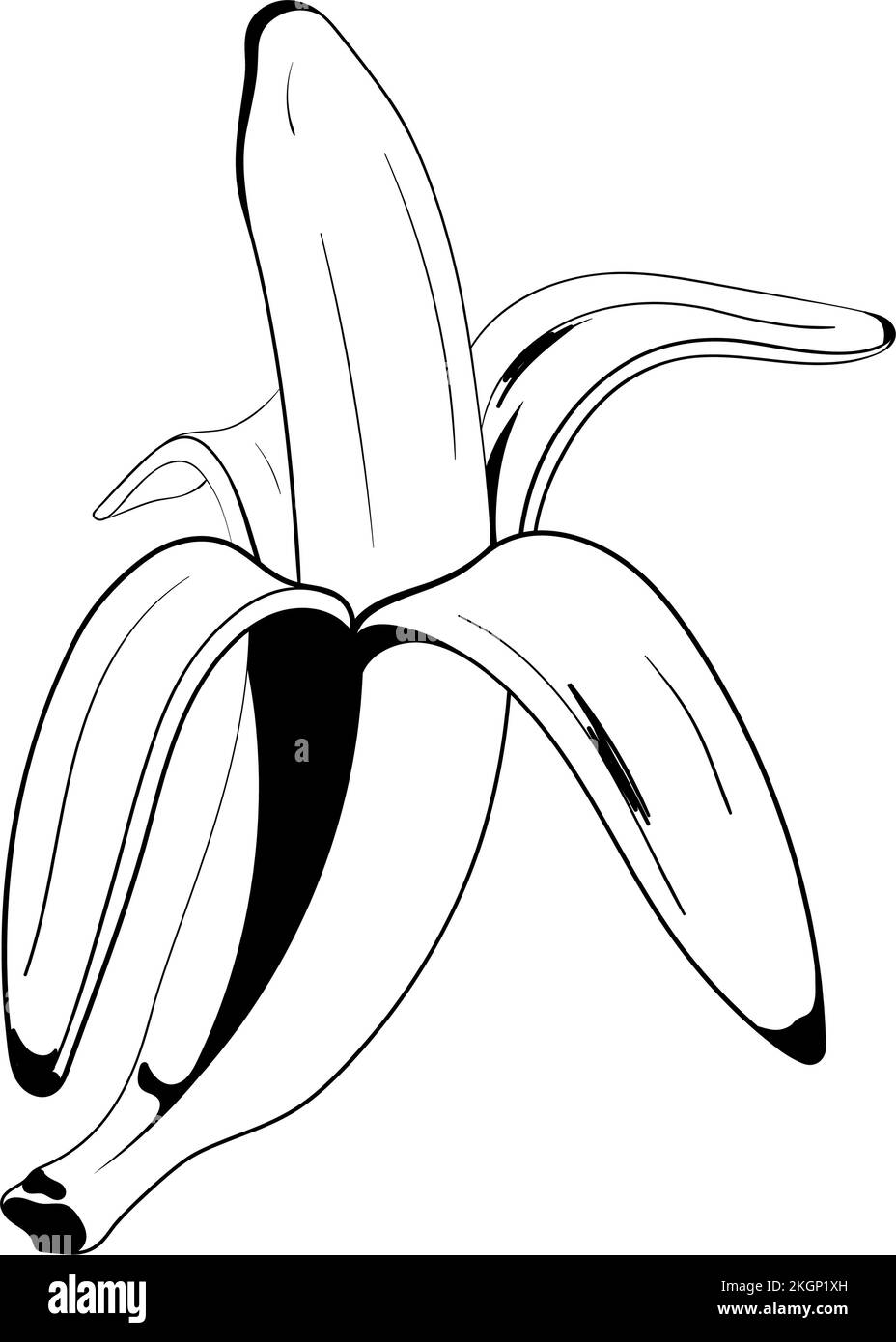 Isolated sketch of a banana Vector Stock Vector Image & Art Alamy