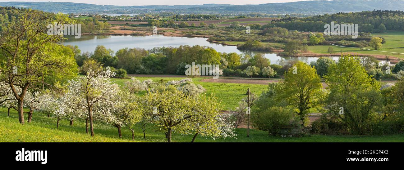 Germany, Baden-Wuerrttemberg, Lake Constance, Markelfingen, blossoming trees and Mindelsee Stock Photo