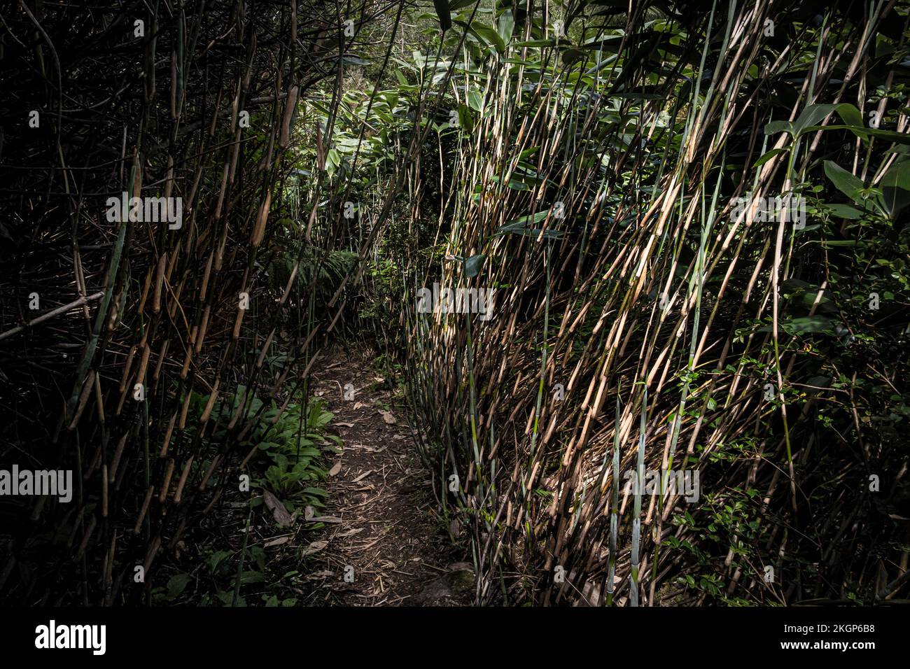 A footpath through a stand of Bamboo in the wild sub-tropical Penjjick Garden in Cornwall.  Penjerrick Garden is recognised as Cornwalls true jungle g Stock Photo