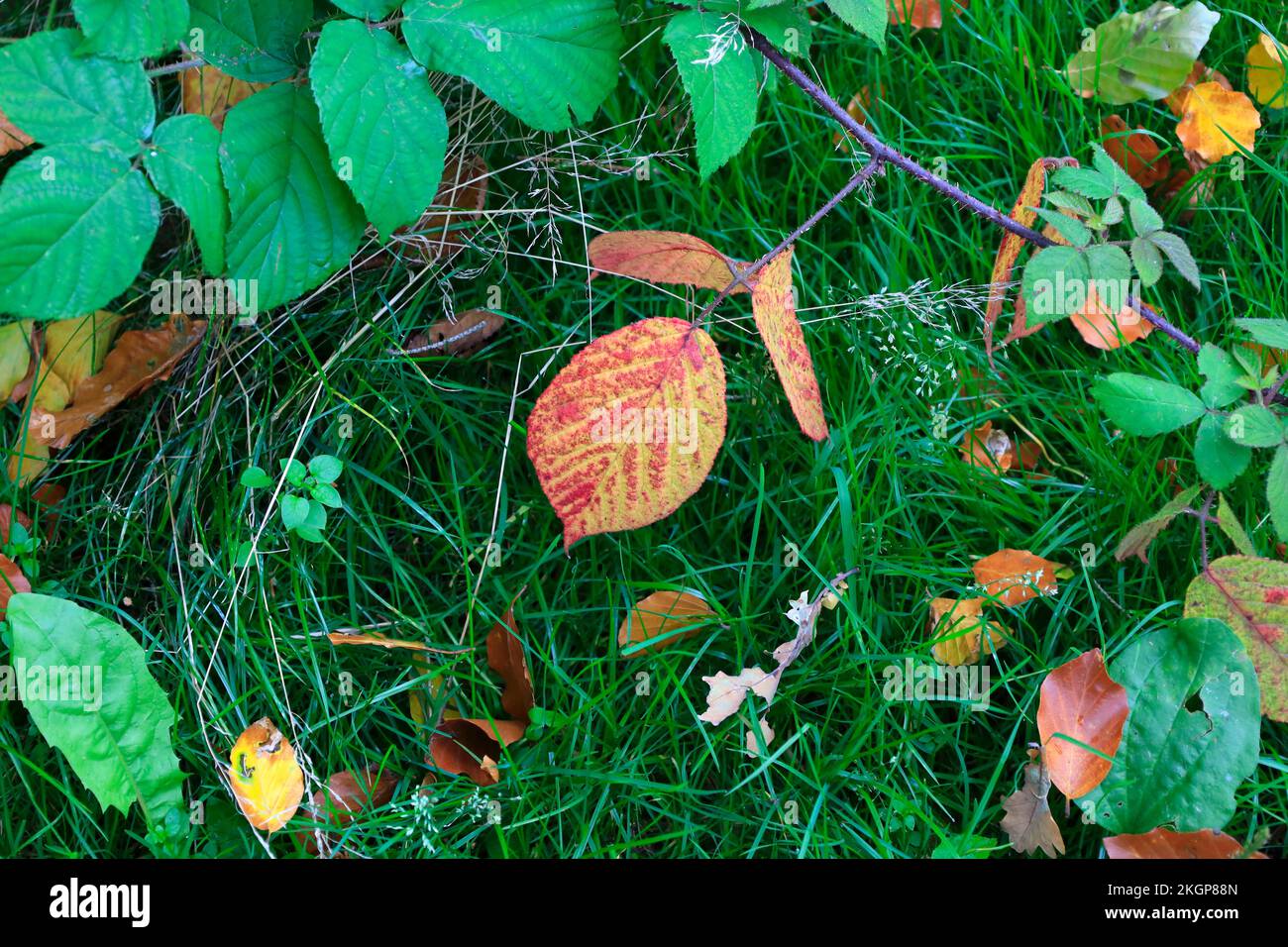 Autumn leaves lying on grassy forest floor Stock Photo - Alamy