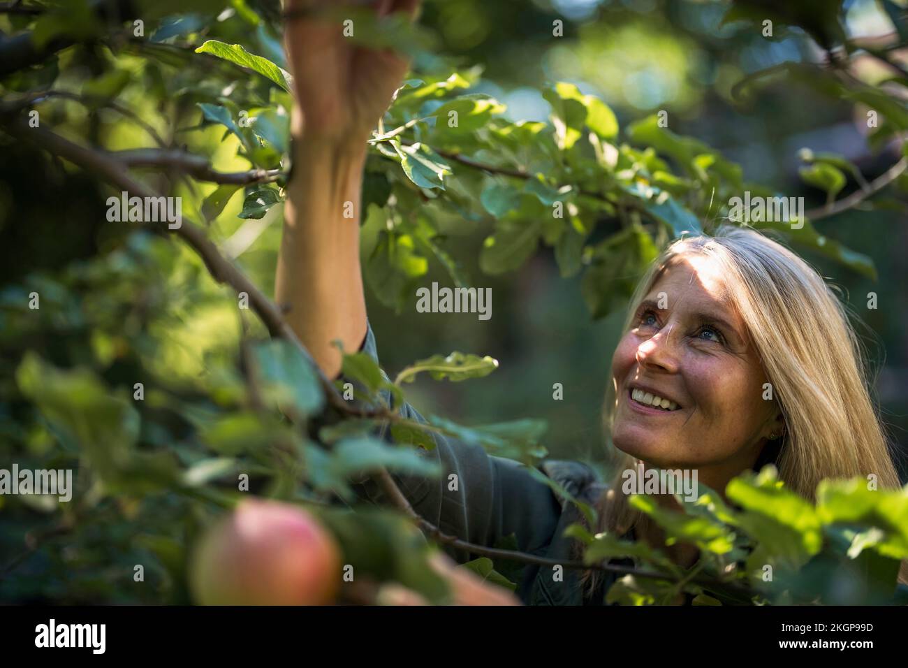 Happy woman with blond hair plucking fruit from tree in garden Stock Photo