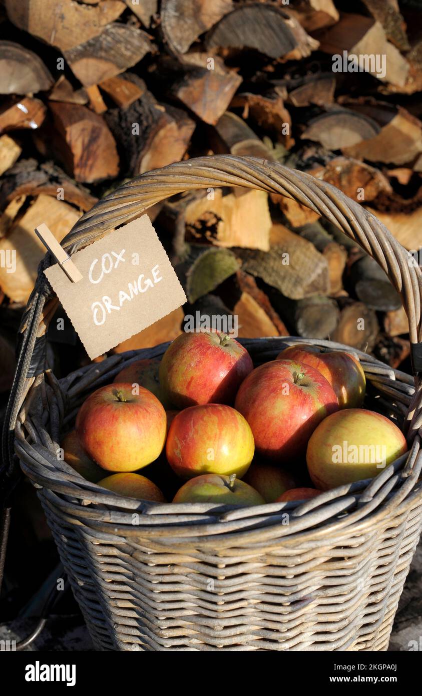 Basket of ripe apples of Cox Orange variety Stock Photo