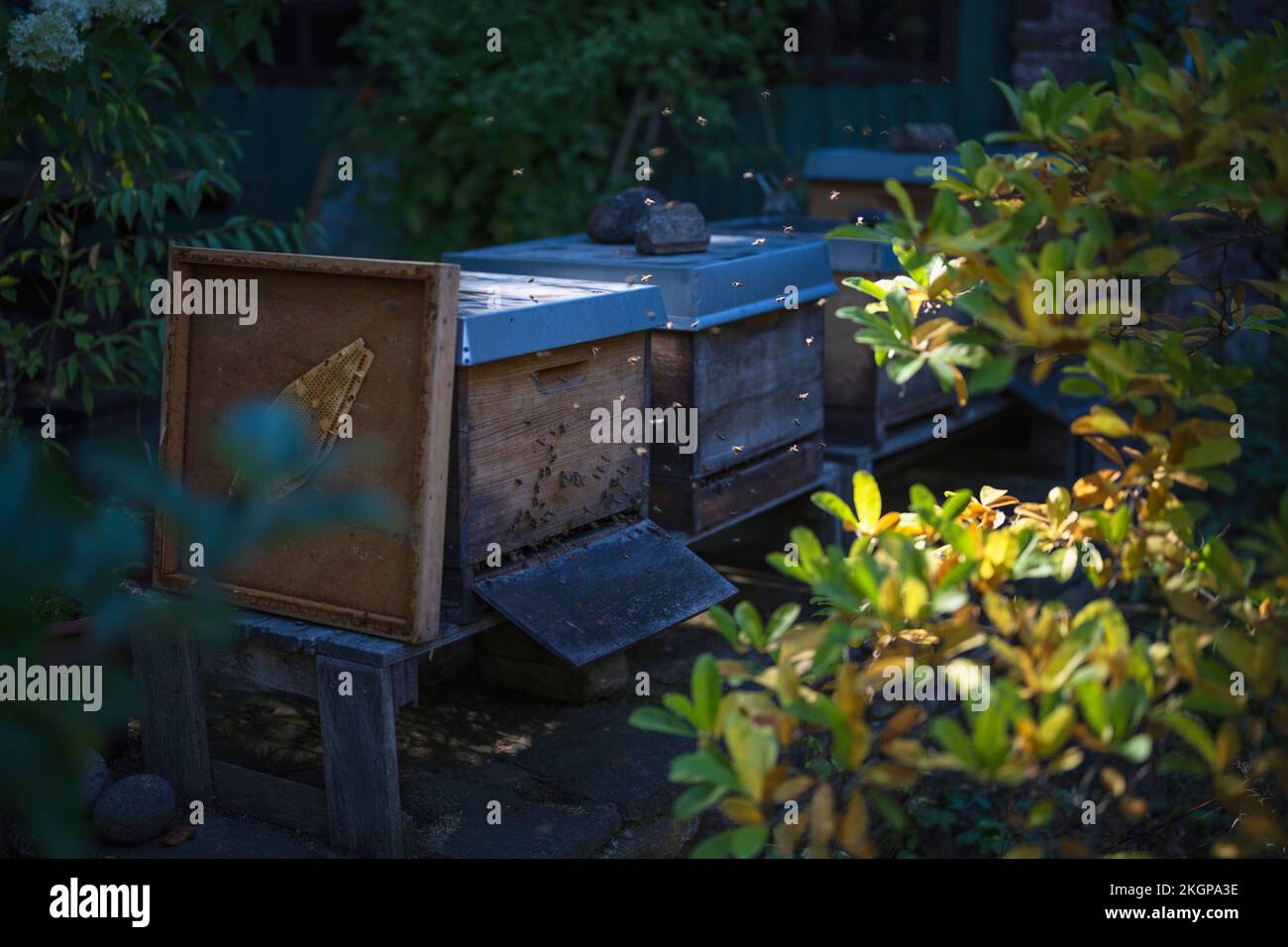 Bees swarming around beehive in garden Stock Photo