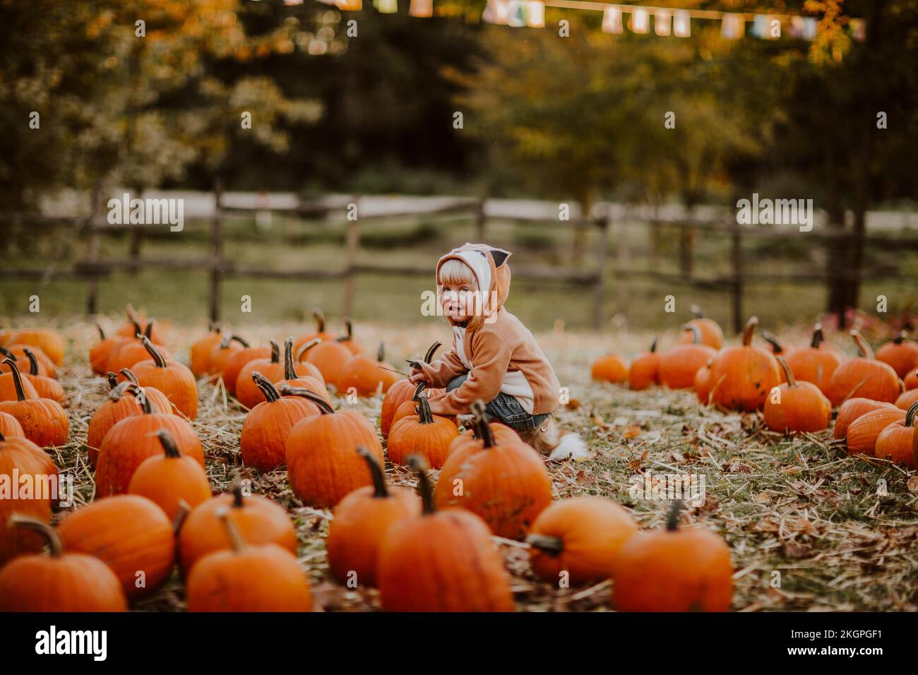 Cute girl wearing fox costume crouching by pumpkins on field Stock Photo
