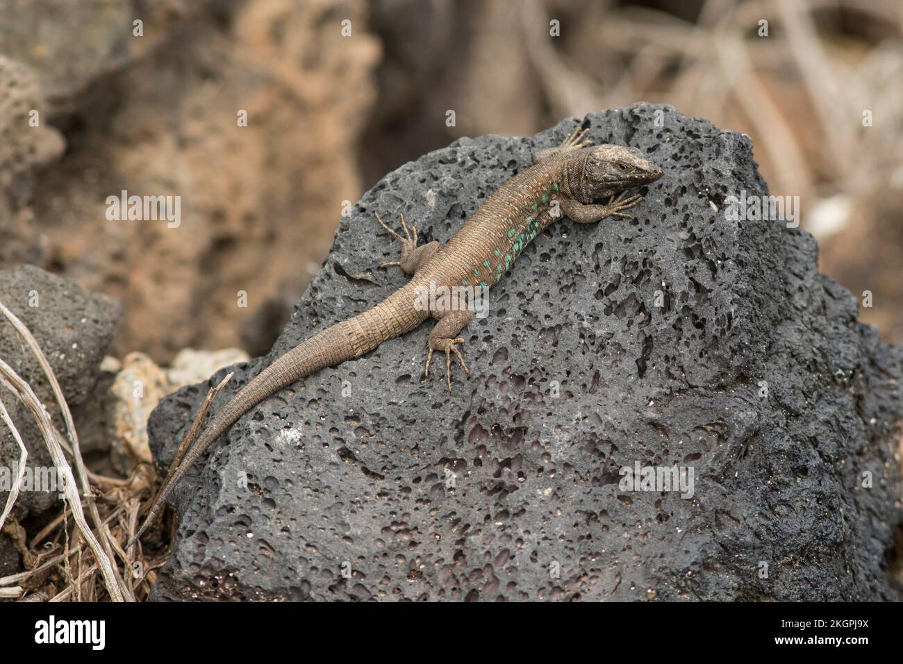 Atlantic lizard (Gallotia atlantica) crawling on rock Stock Photo