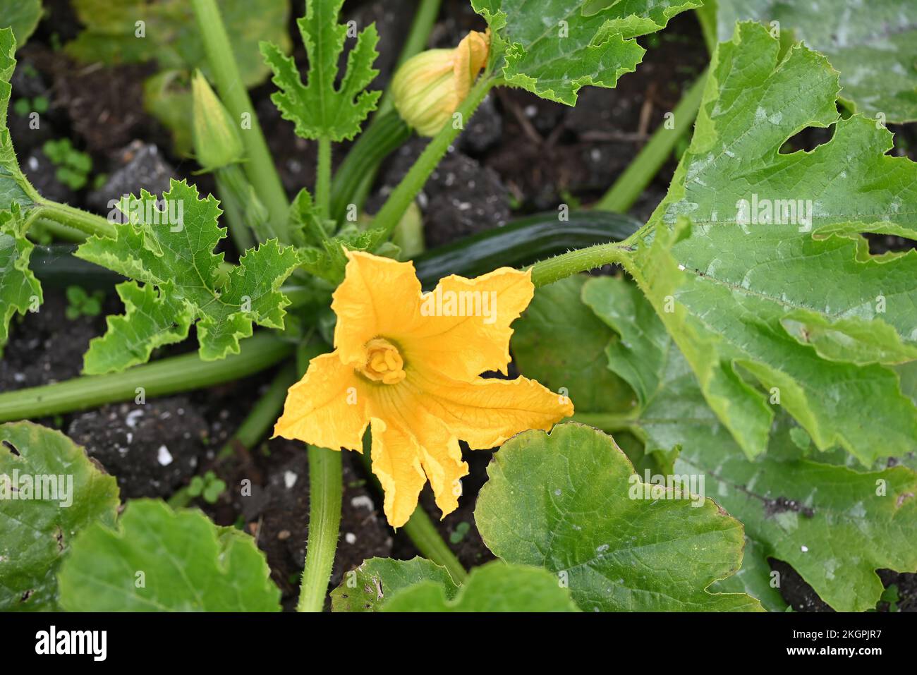 Mottled leaf flower hi-res stock photography and images - Alamy