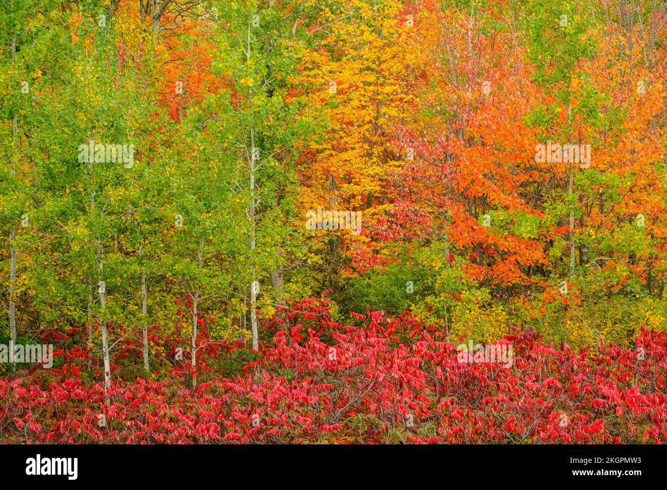 Autumn red maple and staghorn sumac foliage with poplar trees, Greater Sudbury, Ontario, Canada Stock Photo