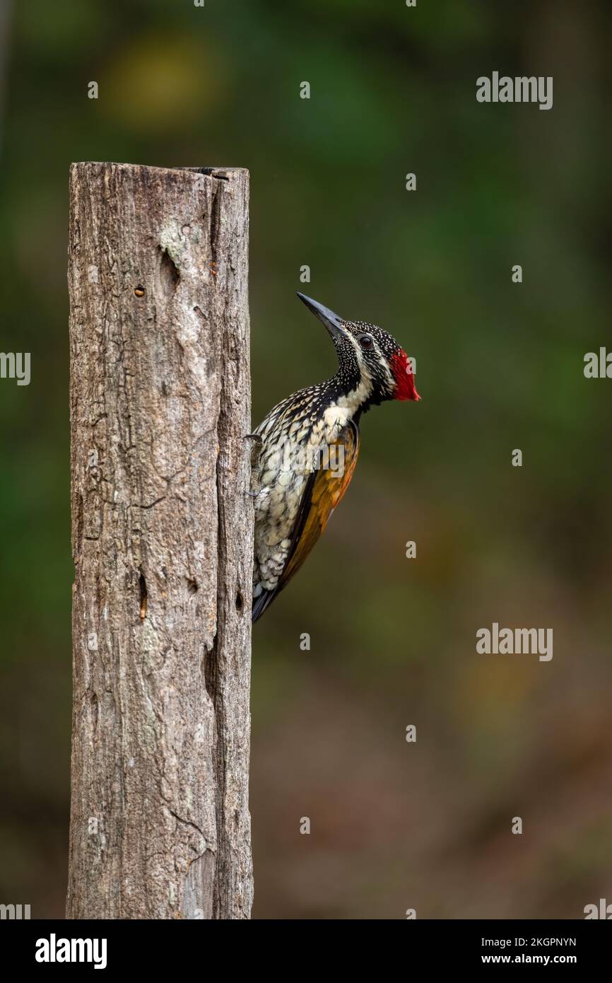 Black rumped flameback woodpecker Stock Photo