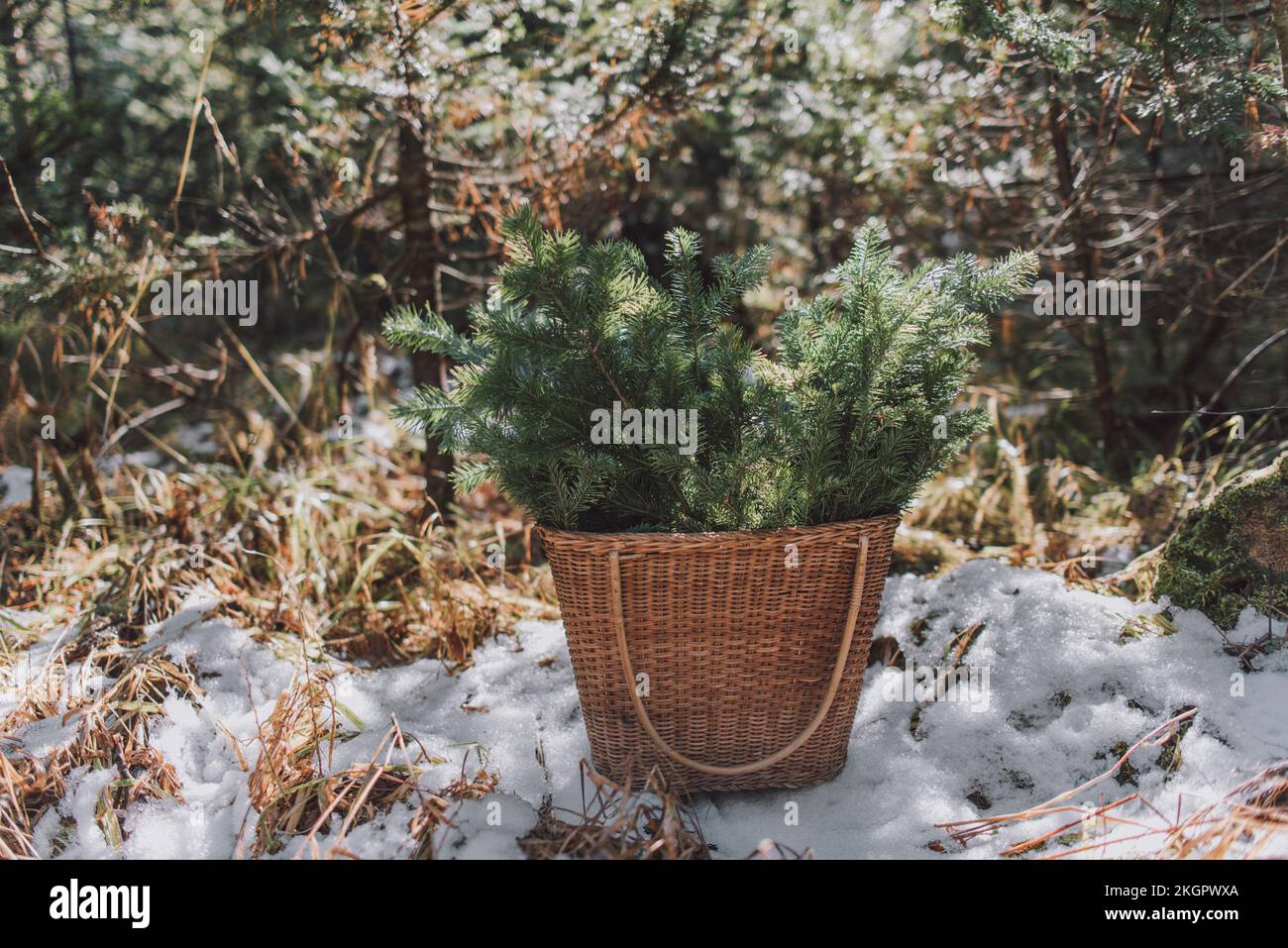 Basket with twigs of spruce tree in forest Stock Photo