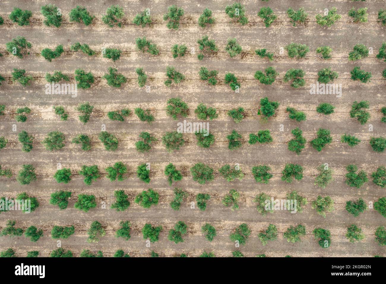 Aerial view of rows of olive trees growing in orchard Stock Photo - Alamy