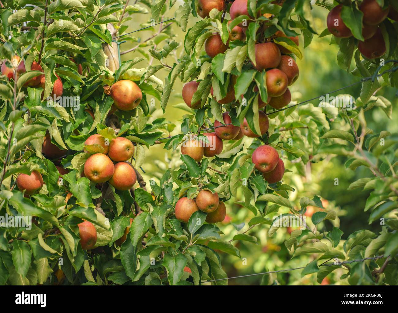 The apples growing in the orchard in autumn Stock Photo - Alamy