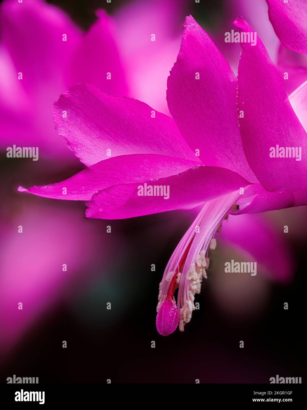 Schlumbergera truncata, false Christmas cactus, at Aberglasney Gardens Stock Photo