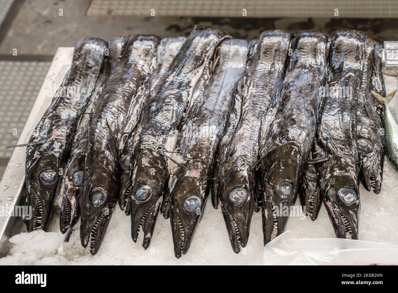 row of Black Scabbardfish fish  at covered market, shot in bright fall light at Funchal, Madeira, Portugal Stock Photo
