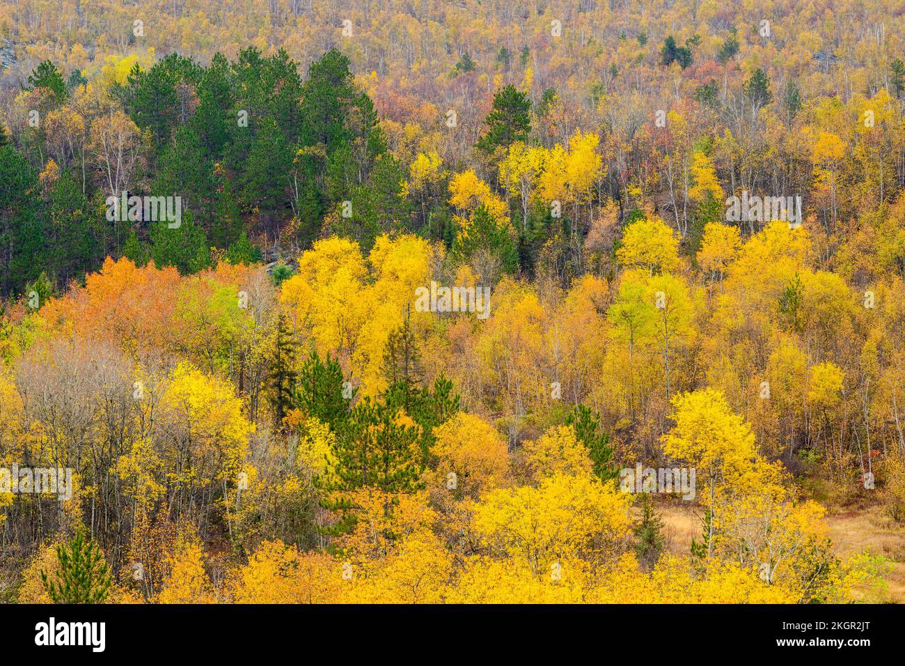 Autumn aspens from a high viewpoint, Greater Sudbury, Ontario, Canada Stock Photo
