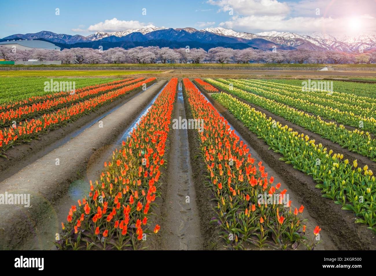Cherry blossom festival in Asahi, Japan is the one of the most famous. There are a lot of colorful tulip with view of snow mountain, and the cherry tr Stock Photo