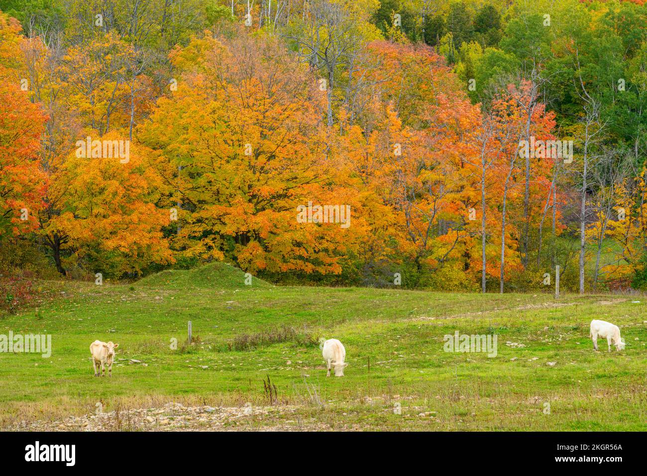 Cattle in an autumn pasture, Sheguiandah, Manitoulin Island, Ontario