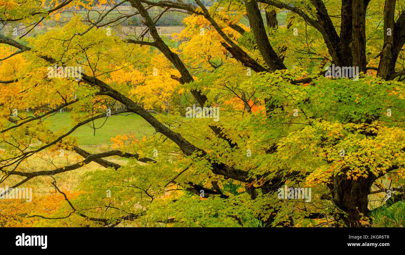 Autumn maple, Green Bay, Manitoulin Island, Ontario, Canada Stock Photo