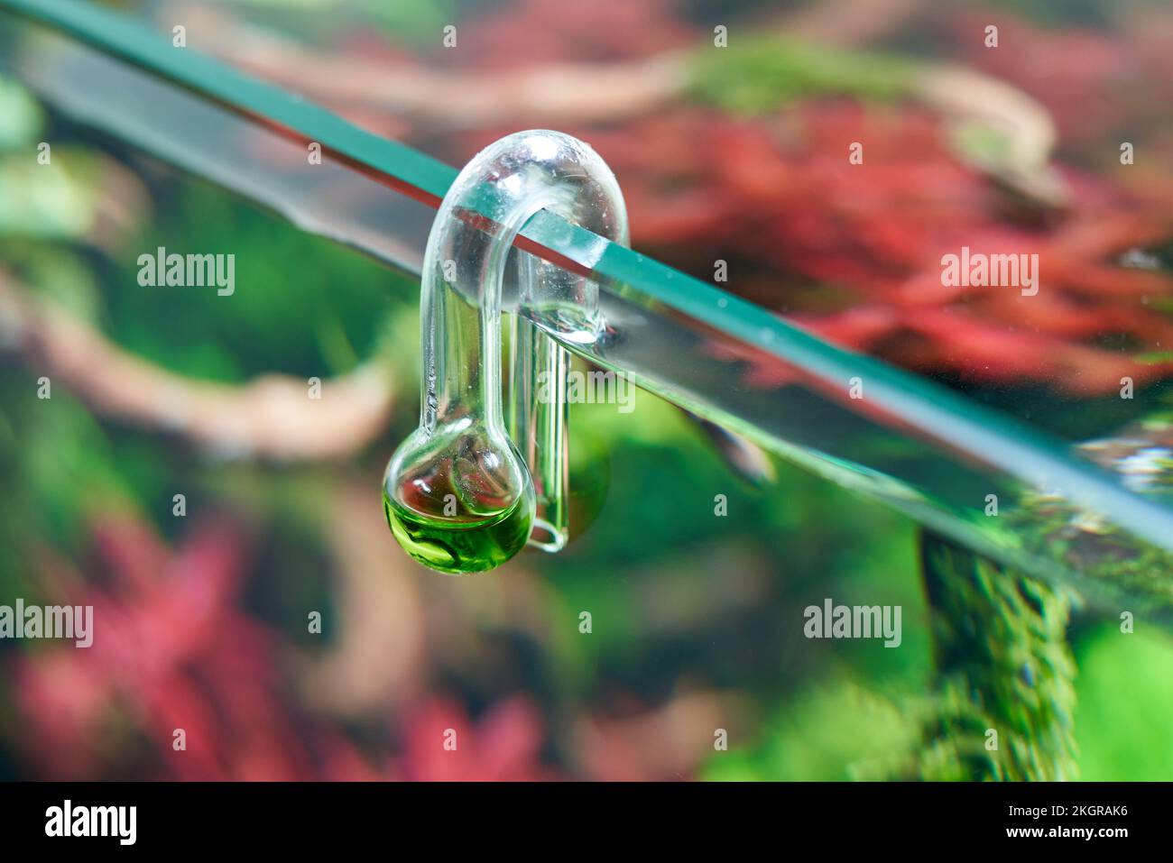 Glass hang-on CO2 aquarium drop checker for monitoring optimal carbon dioxide amount in planted tank. Stock Photo
