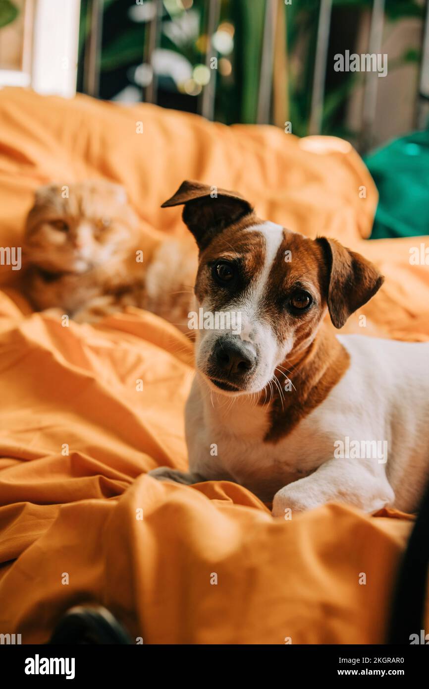 Jack Russell Terrier dog in front of Scottish Fold cat lying on bed