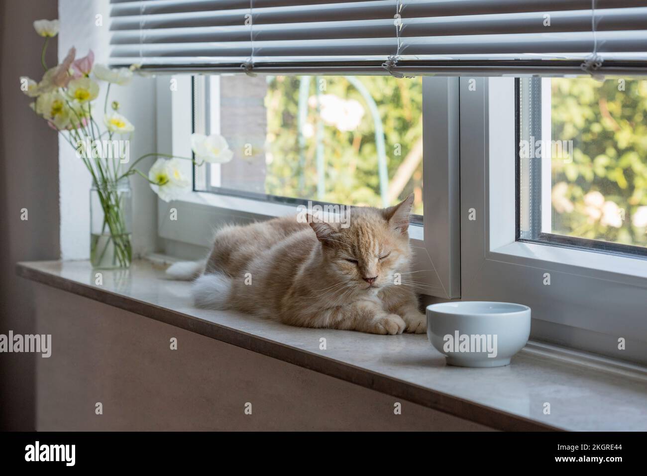 Cat sleeping on window sill Stock Photo Alamy