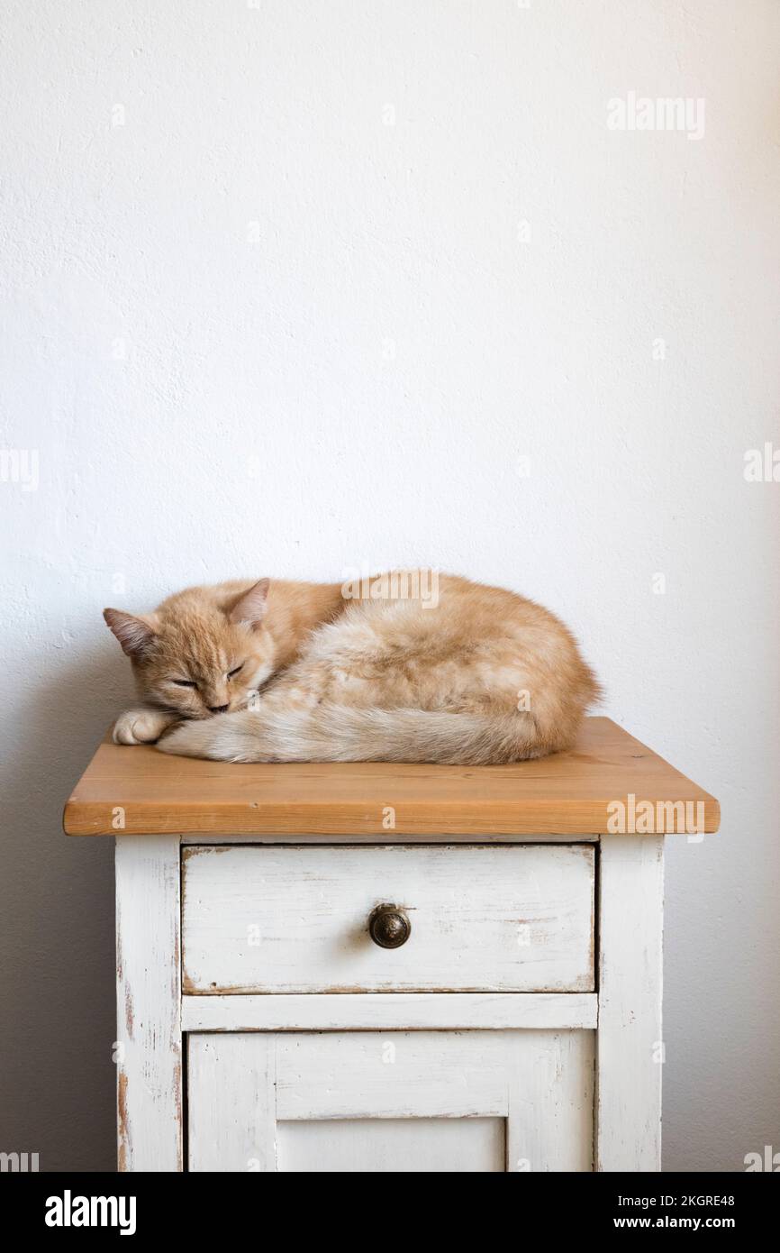 Cat sleeping on top of Stock Photo Alamy