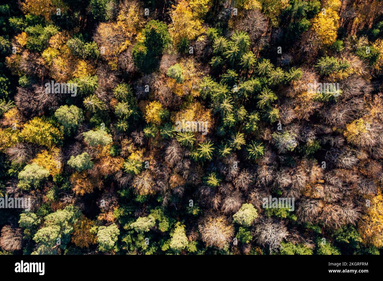 Aerial woodland canopy hi-res stock photography and images - Alamy