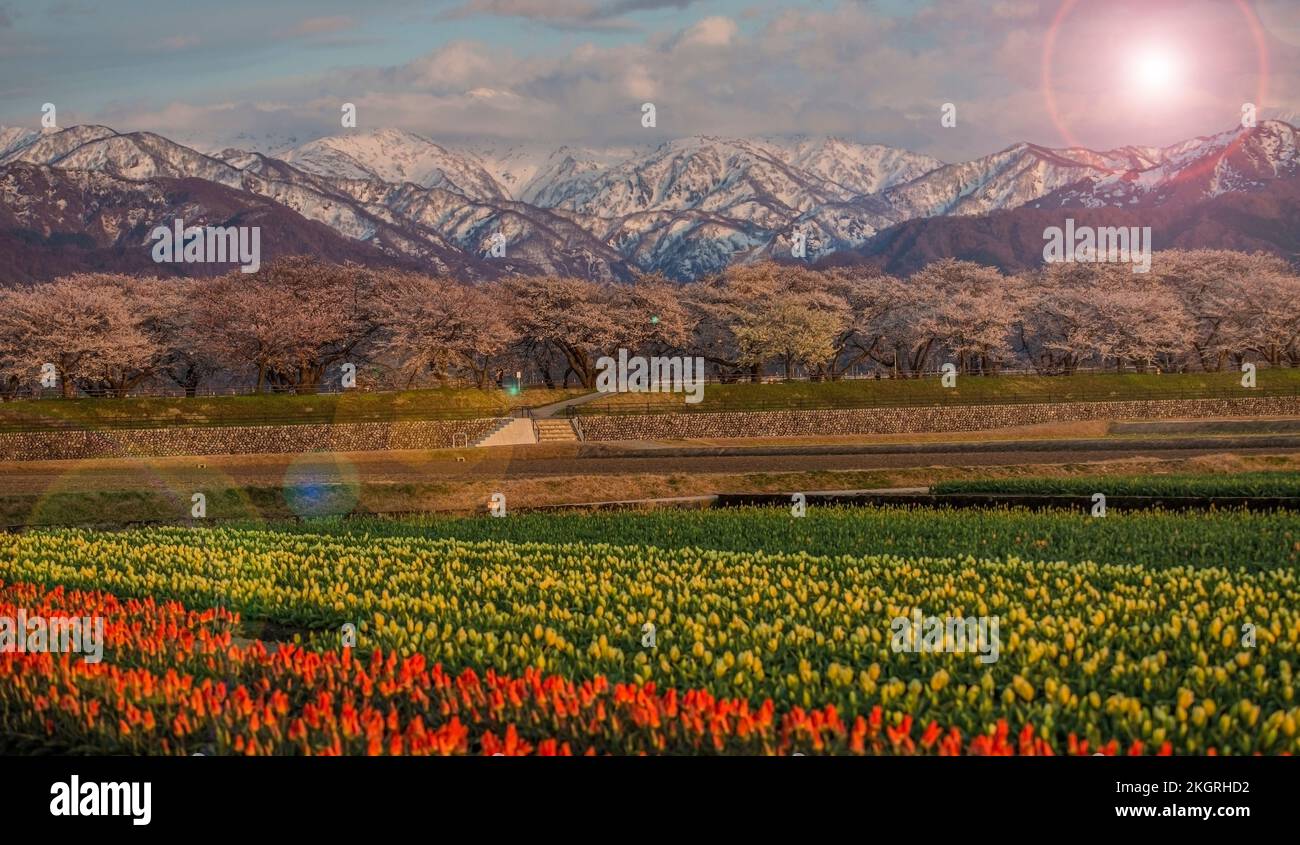 Cherry blossom festival in Asahi, Japan is the one of the most famous. There are a lot of colorful tulip with view of snow mountain, and the cherry tr Stock Photo