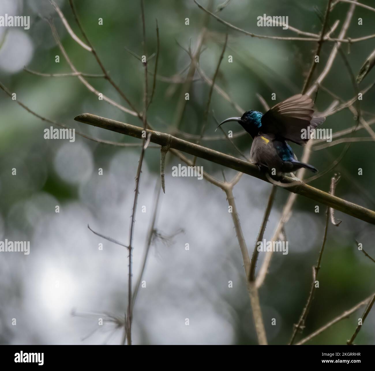 A close-up of Loten's sunbird landing on a tree twig in the forest Stock Photo