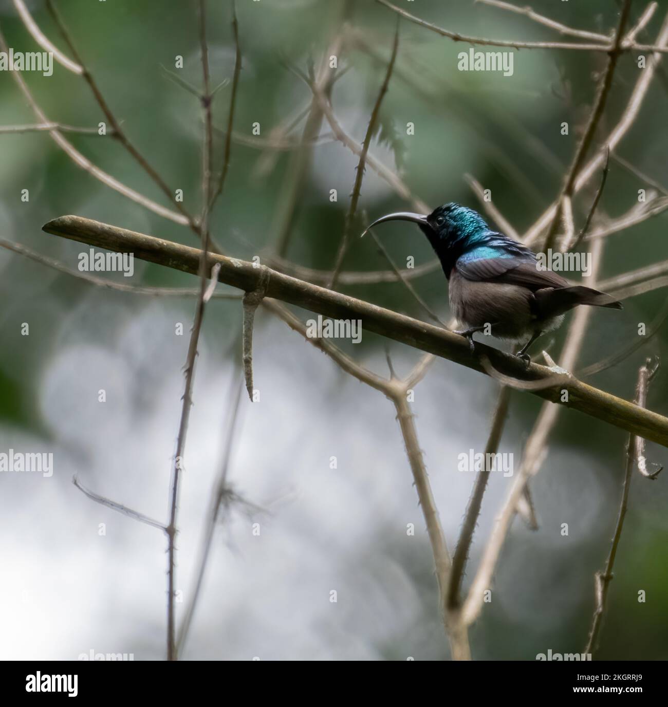 A close-up of Loten's sunbird perched on a tree twig in the forest Stock Photo