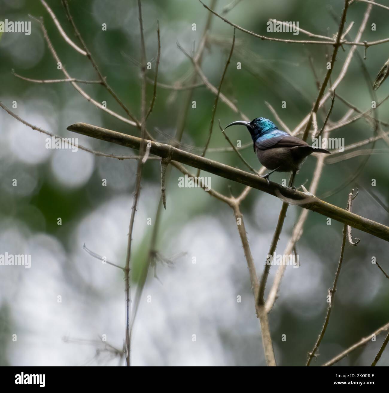 A close-up of Loten's sunbird perched on a tree twig in the forest Stock Photo