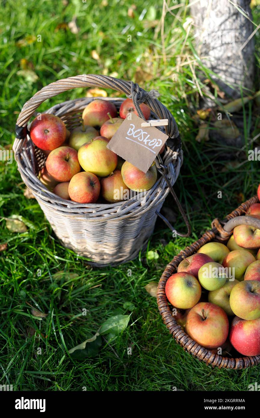 Baskets of fresh ripe Boskoop apples Stock Photo