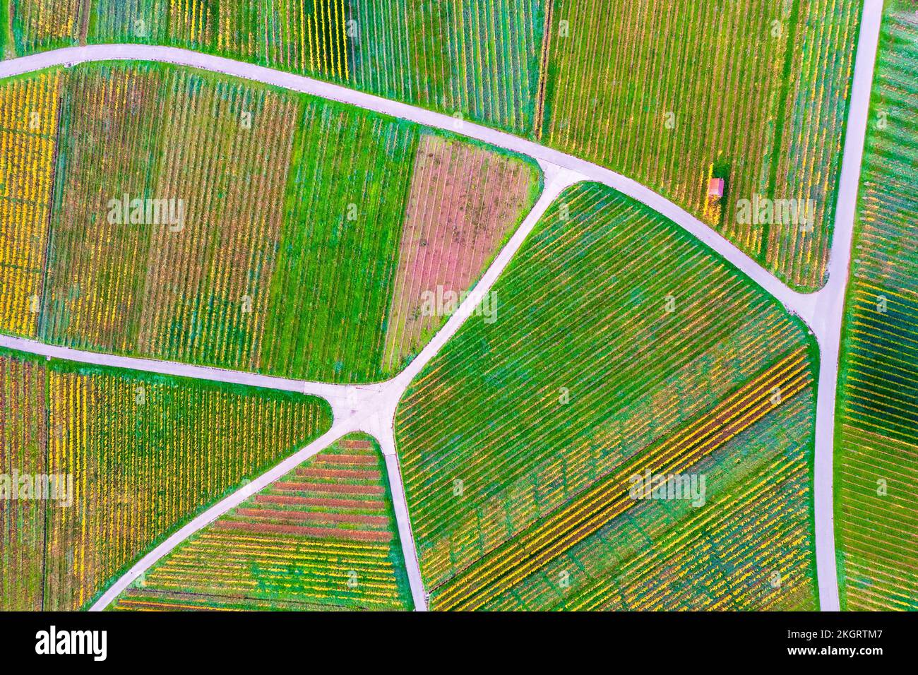 Germany, Baden-Wurttemberg, Drone view of autumn vineyards in Remstal Stock Photo